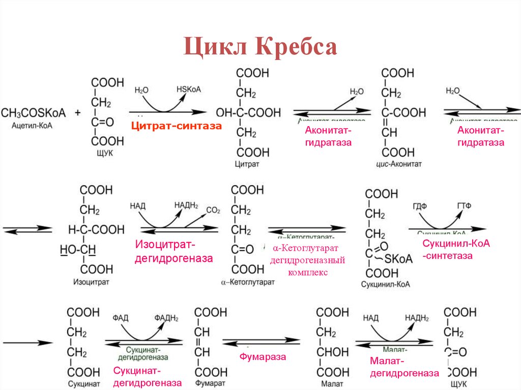 Цикл коа. Цикл Кребса реакции. Цикл Кребса формулы. Цикл Кребса реакции с формулами. Ферменты цикла Кребса.