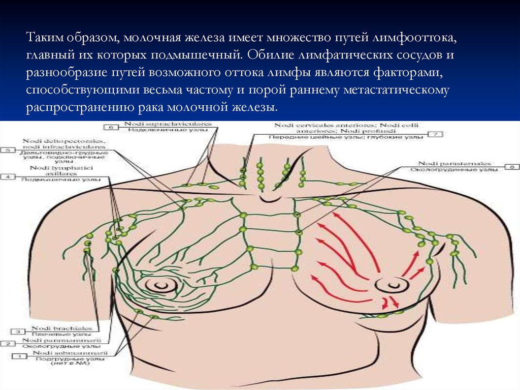 Лимфатические узлы груди. Лимфатическая система молочной железы анатомия. Топография лимфатической системы молочной железы. Лимфатическая система молочной желез. Лимфатическая система молочной железы пути оттока.