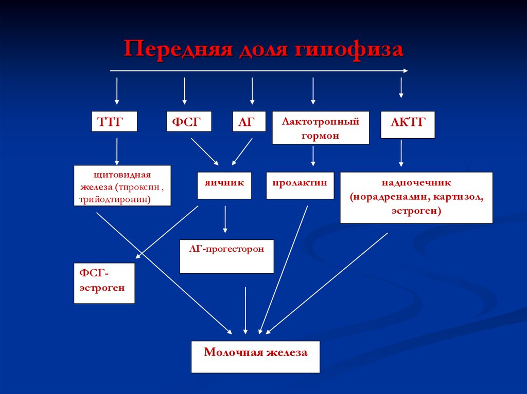 Предраковые заболевания молочной железы