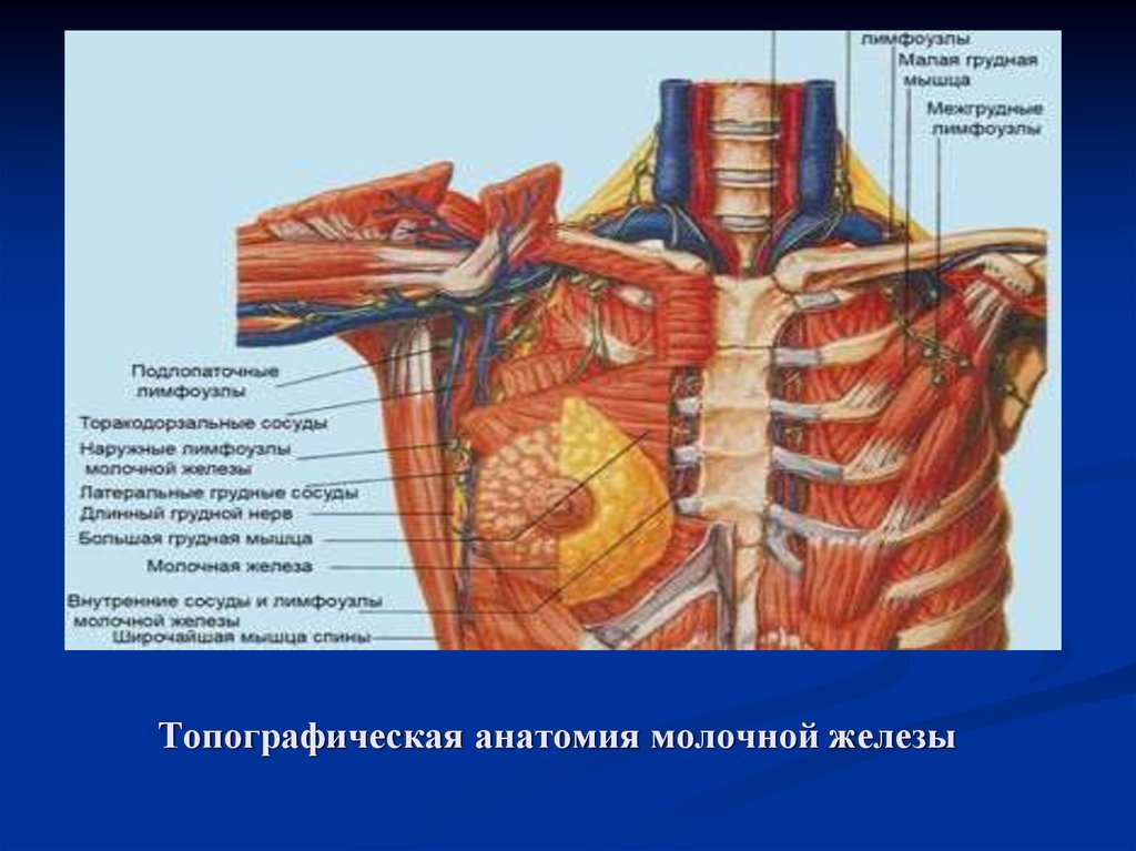 Топографическая анатомия молочной железы