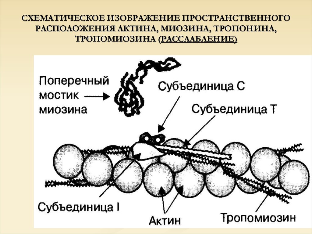 Миозин находится