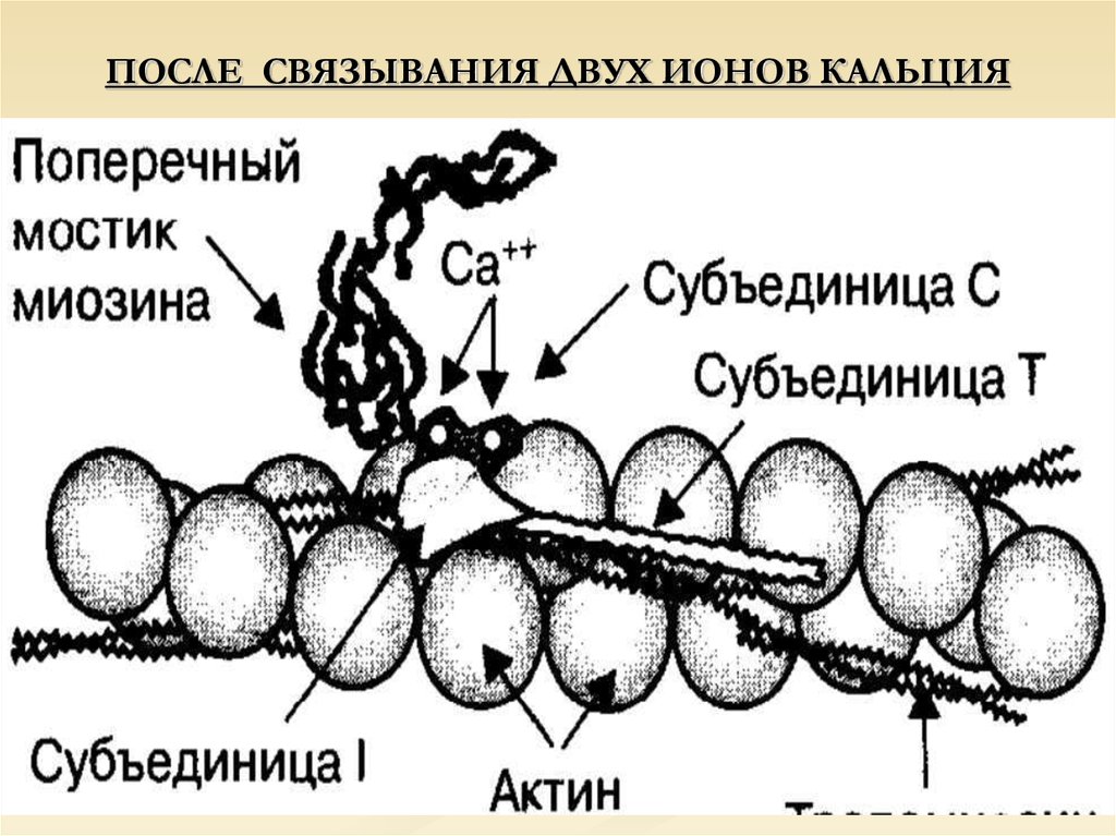 Роль кальция в сокращении. Роль кальция в процессе мышечного сокращения. Роль ионов кальция в процессе мышечного сокращения. Кальций в мышечном сокращении. Роль кальция в мышечном сокращении.