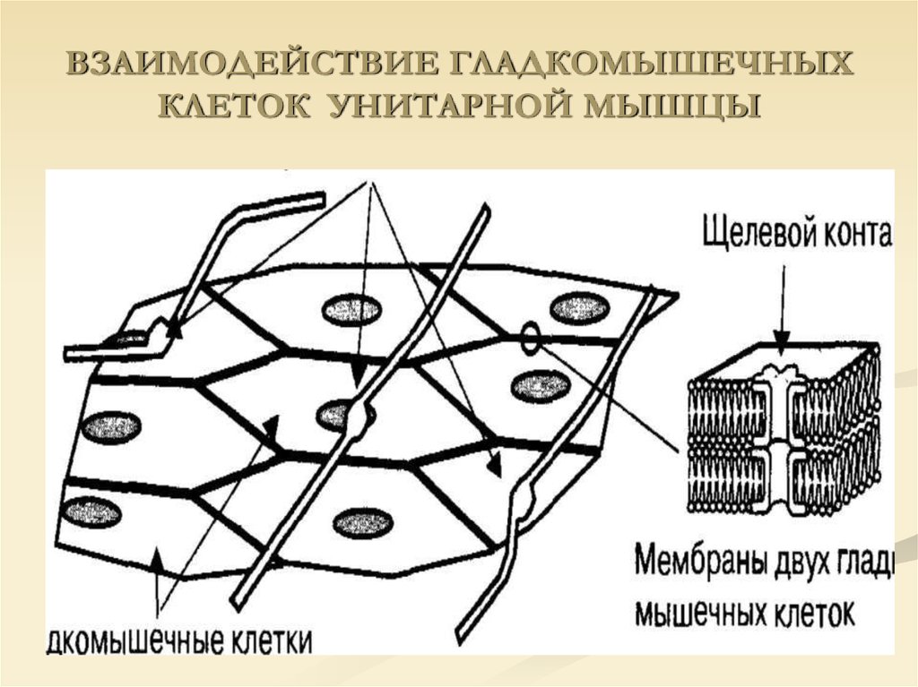 Схема гладкомышечной клетки