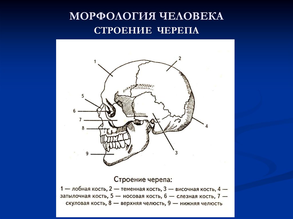 Особенности строения черепа человека