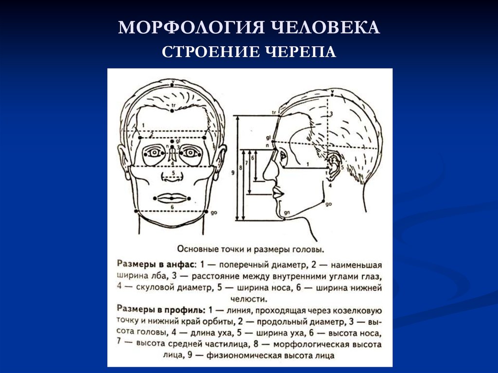 Поперечный диаметр. Морфология человека. Морфологическая высота лица. Морфологические данные человека. Морфология человека строение.