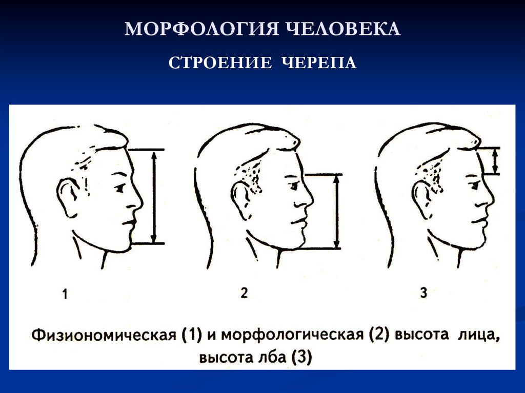 Человеческая морфология. Морфология человека. Морфология тела человека. Морфология черепа. Частная морфология человека.