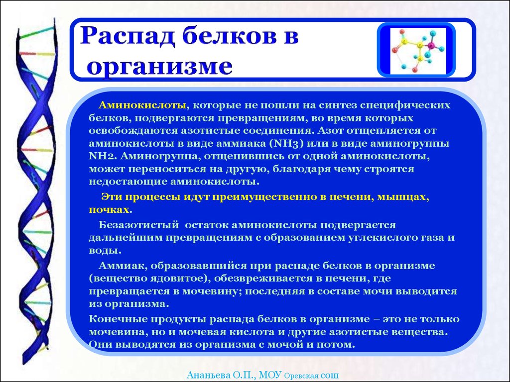 Конечные продукты белков. Распад белков в организме. Продукты распада белков. Распад белков в организме человека. Конечные продукты распада простых белков.