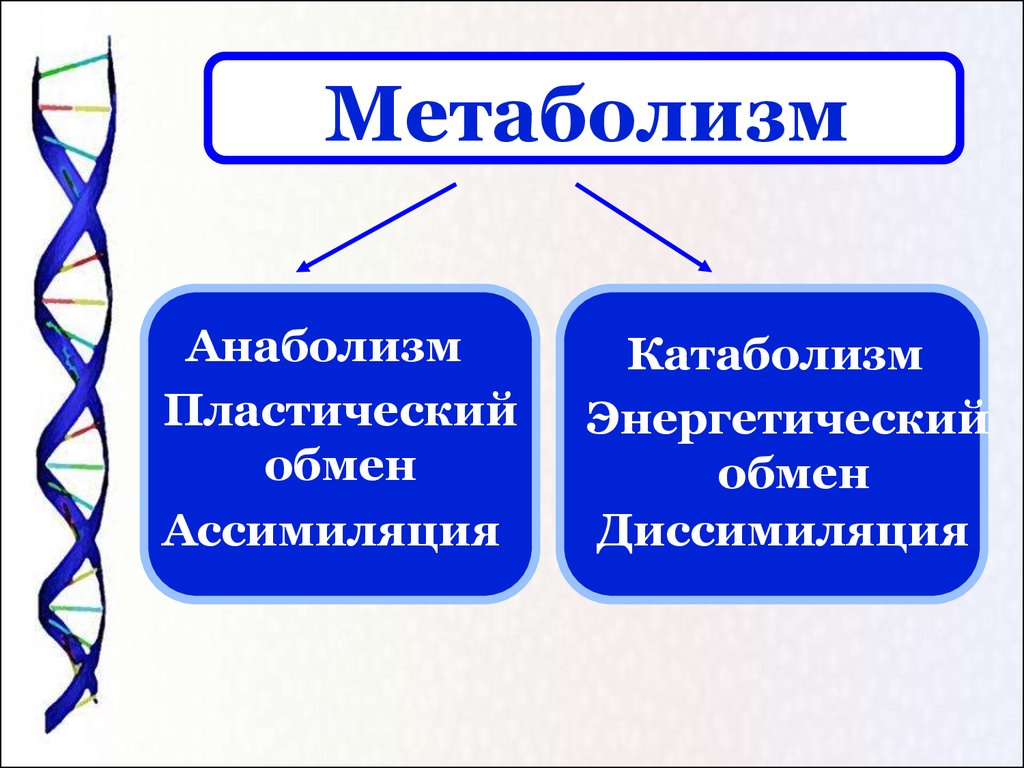 Метаболизм это простыми словами у человека