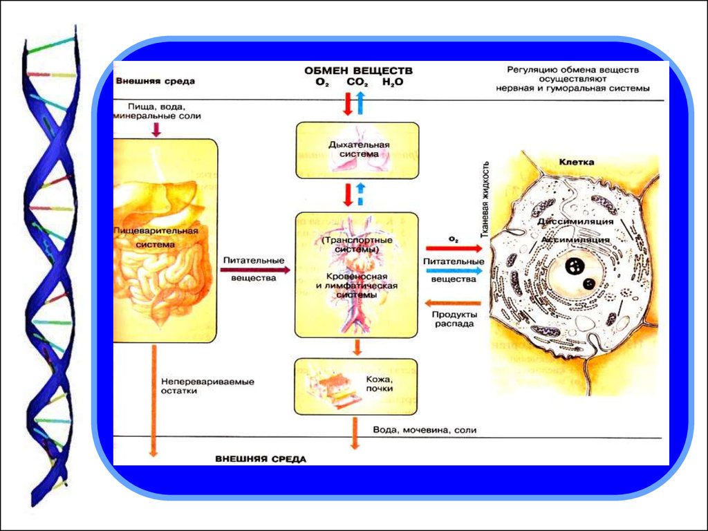 Клетка химический обмен веществ. Регуляция обмена веществ осуществляется нервным и гуморальным путем. Схема обмена энергии в организме человека. Регулирует процессы обмена веществ в клетке. Регуляция обменных процессов в организме.