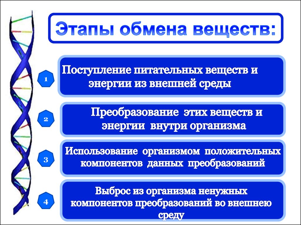 4 обмен веществ. Этапы обмена веществ и энергии в организме человека. Как происходит обмен веществ в организме человека кратко. Основные процессы обмена веществ в организме. Основные стадии обмена веществ в организме человека.