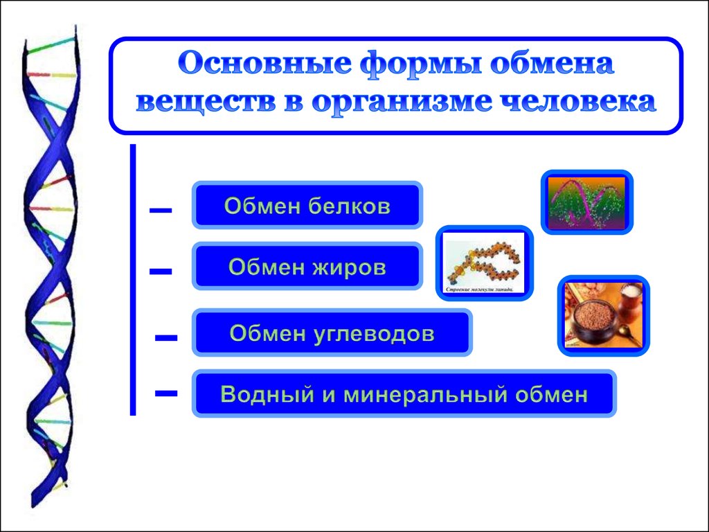 Обмен процессы в организме. Обмен веществ в организме человека. Обменные процессы в организме человека. Основные формы обмена веществ в организме. Основные процессы обмена веществ.