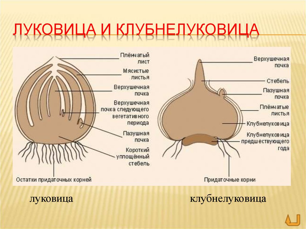 Луковица рисунок 6 класс биология