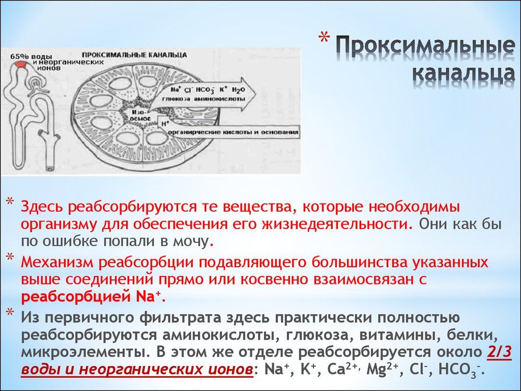 Проксимальный извитой каналец