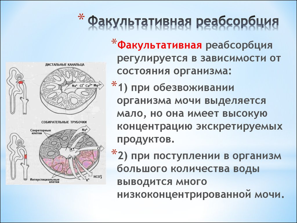 Реабсорбция это. Факультативная реабсорбция. Облигатная и факультативная реабсорбция. Обязательная и факультативная реабсорбция. Обязательная и факультативная реабсорбция физиология.