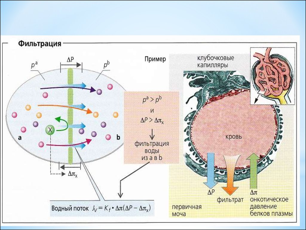Фильтрация это в биологии. Схема фильтрации крови. Фильтрат пример. Гормоны клубочковая фильтрация. Регуляция клубочковой фильтрации.