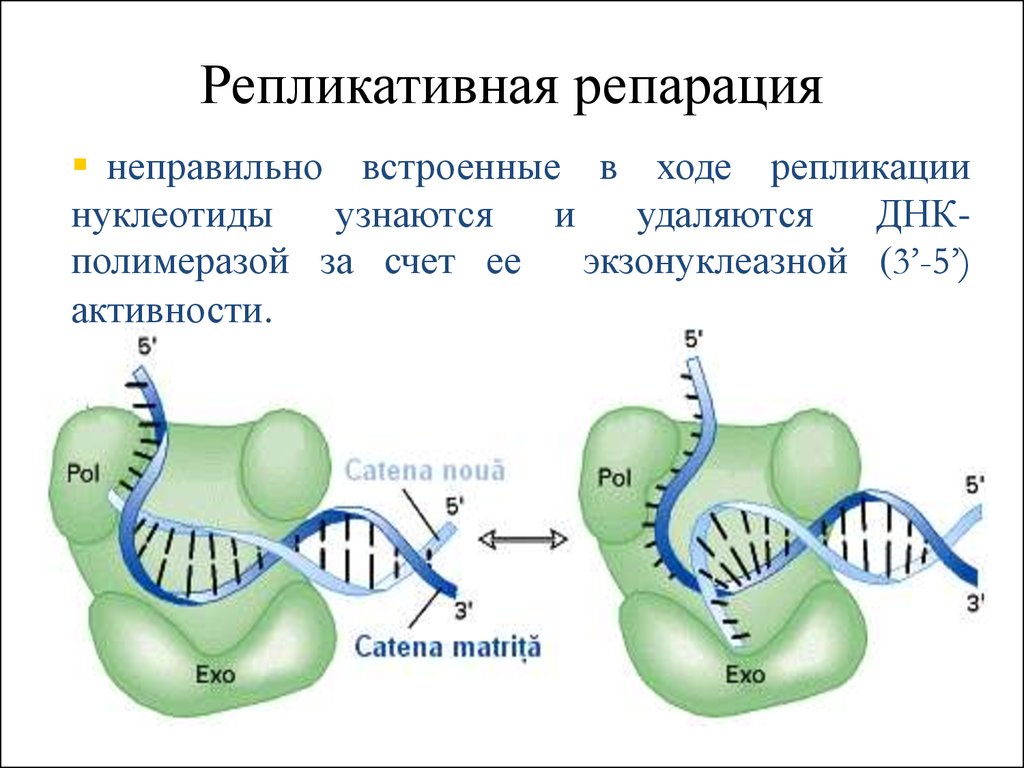 Разрушение рнк. ДНК полимераза в репликации ДНК. Пострепликативная репарация ДНК схема. Репликация ДНК, репарация ДНК,. Пострепликативная репарация механизм.