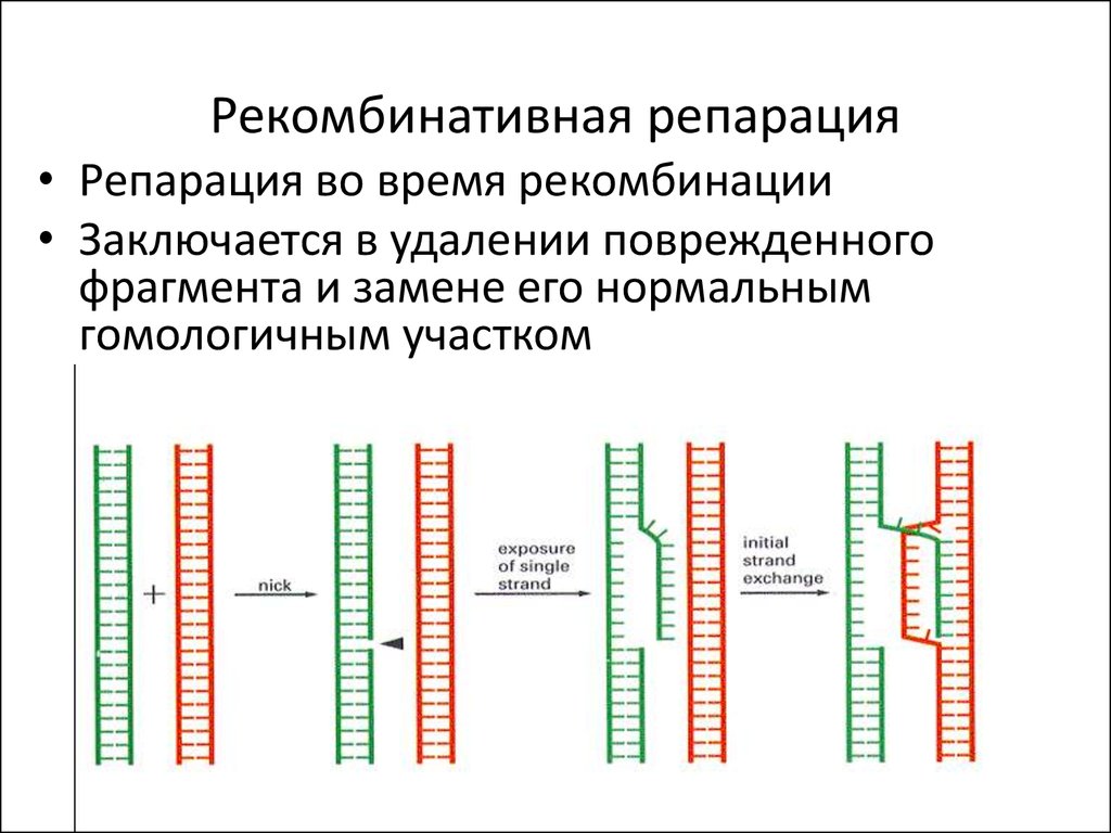 Что такое репарация