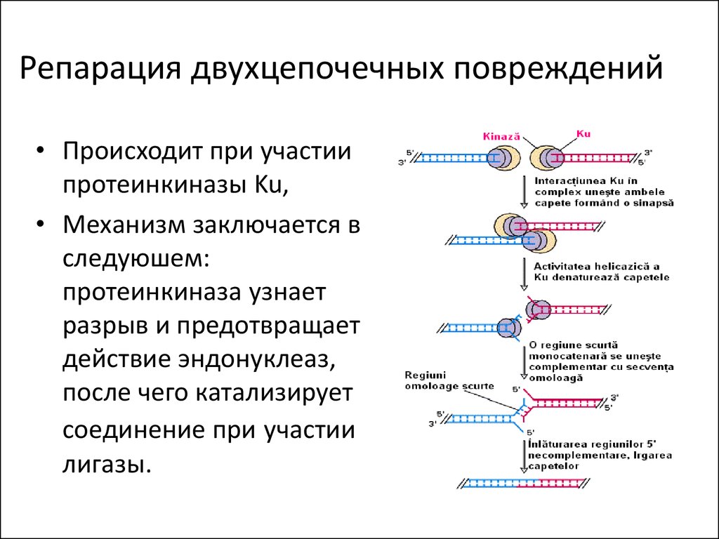 Двухцепочечная днк. Система репарации двухцепочечных разрывов. Двухцепочечные разрывы ДНК. Репарация двуцепочечных разрывов ДНК. Репарация двуцепочечных разрывов.