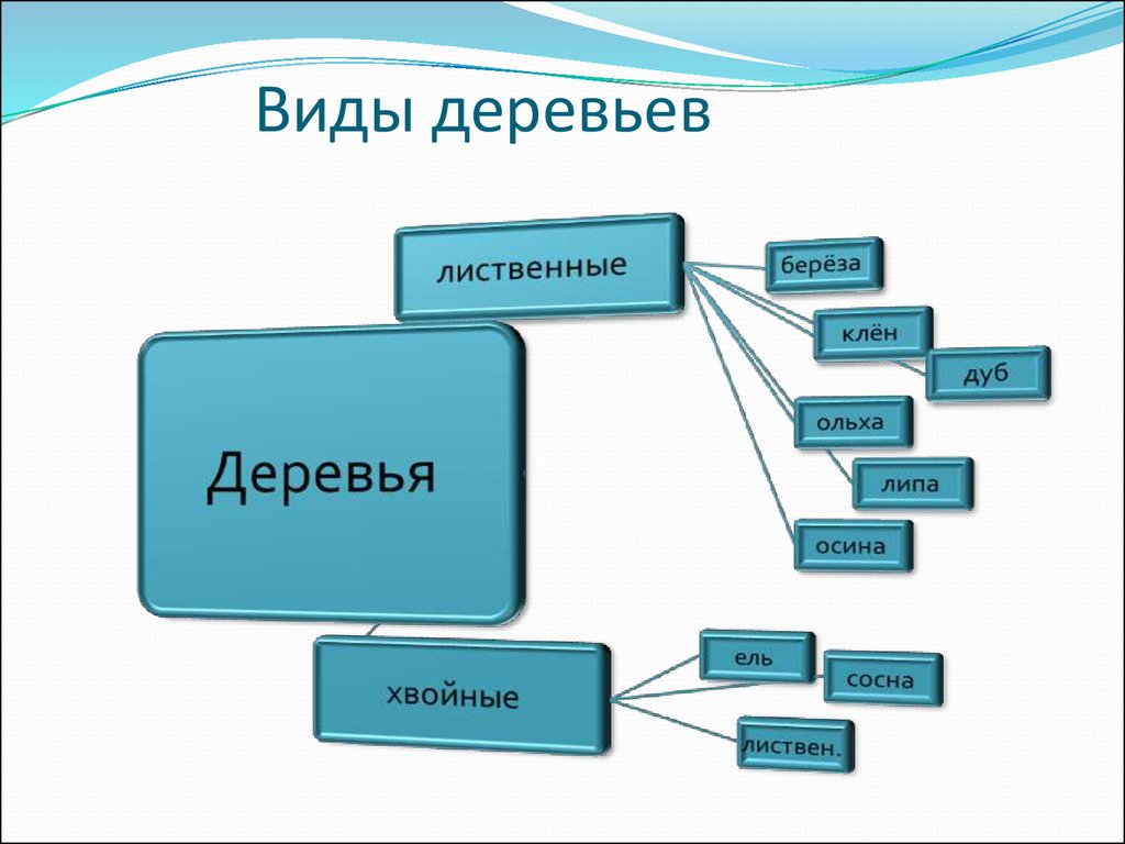 Классификация деревьев. Деревья классификация деревьев. Систематика дерева. Классификация деревьев схема.