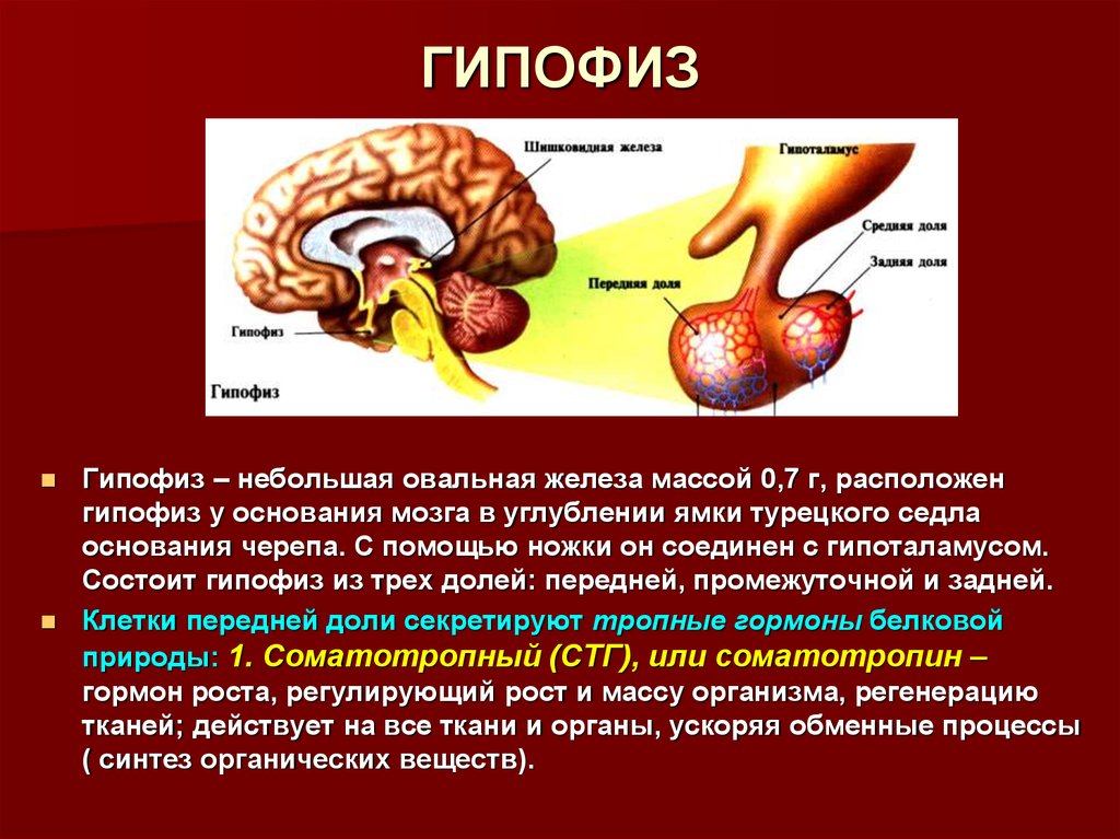 Где находится гипофиз фото