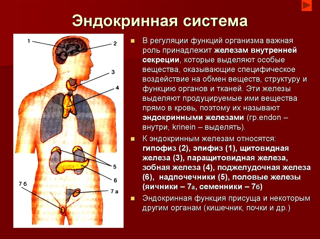 Внутренняя секреция. Функции эндокринная система железы внутренней секреции. .Система желез внутренней секреции. Функции. Функции желёз внутренней секреции эндокринной. Эндокринная система железы внутренней секреции презентация.