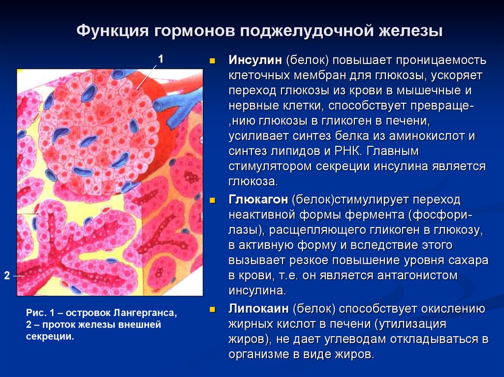 Липокаин гормон поджелудочной железы. Клетки поджелудочной железы и гормоны. Функция клетки поджелудочной. Клетки островков Лангерганса.