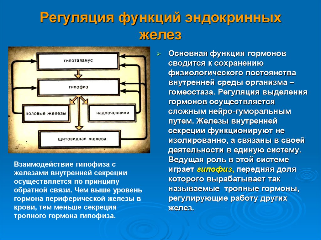 Регуляция функций. Общие принципы регуляции желез внутренней секреции. Механизмы регуляции функциональной активности эндокринных желез. Регуляция деятельности эндокринных желез схема. Железы внутренней секреции осуществляют регуляцию.