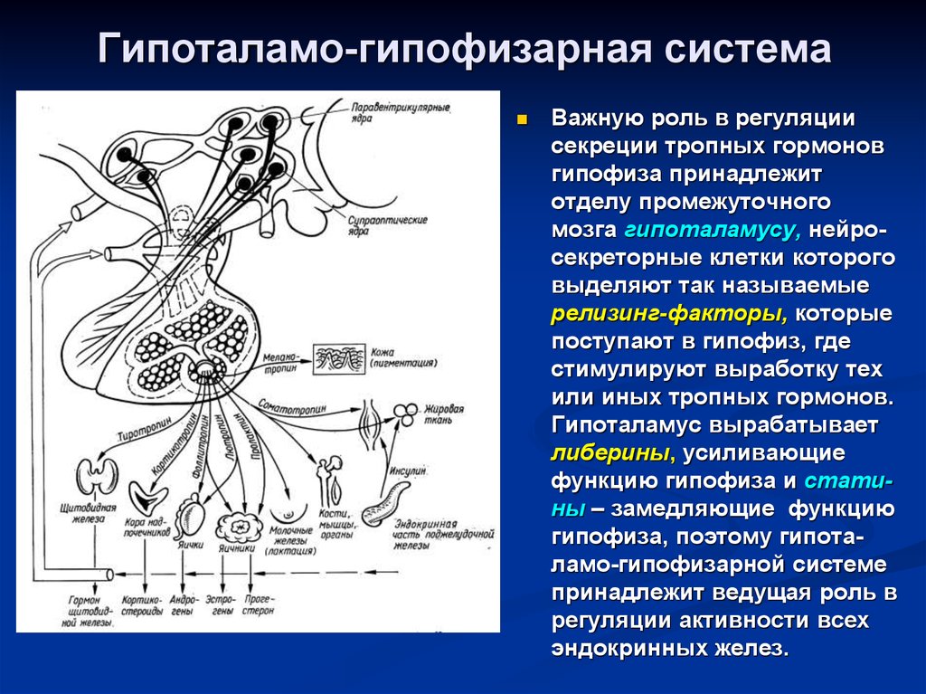 Гипофиз регулирует секрецию