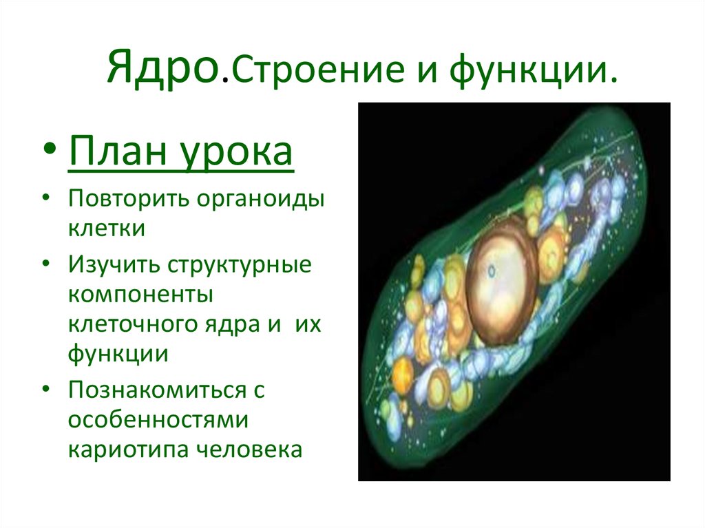 Дайте характеристику клеточному ядру. Ядро клетки строение и функции. Структура и функции клеточного ядра. Ядро структура и функции. Ядро и ядрышко строение.