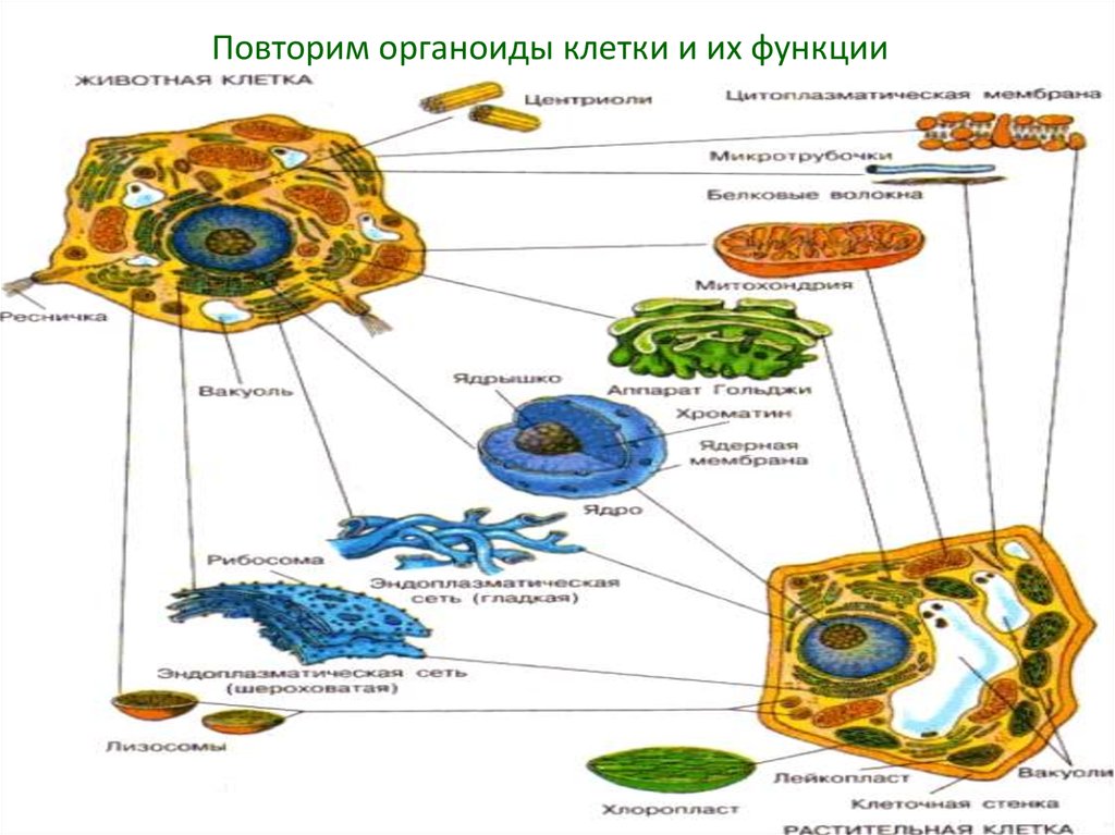 Как называется органоид клетки. Строение органоидов клетки рисунки. Клеточные органоиды и их функции. Органоиды клетки схема и функции. Животная и растительная клетка строение рисунок с функциями.