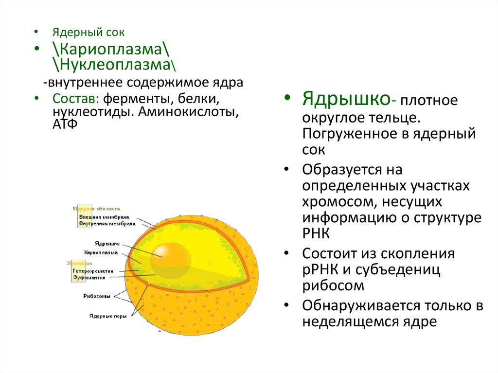 Что содержит ядро клетки