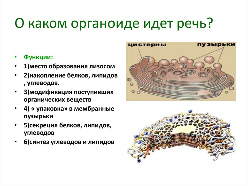 Какие белки входят в состав лизосом