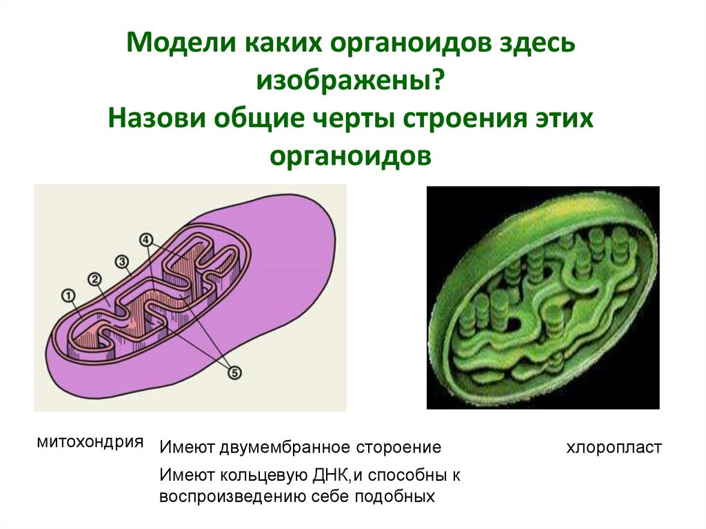 Как называют изображенный на рисунке клеточный органоид