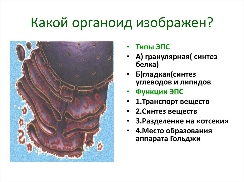 Белки эндоплазматического ретикулума