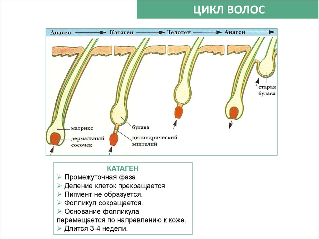 Волосы приглажены разработанный план