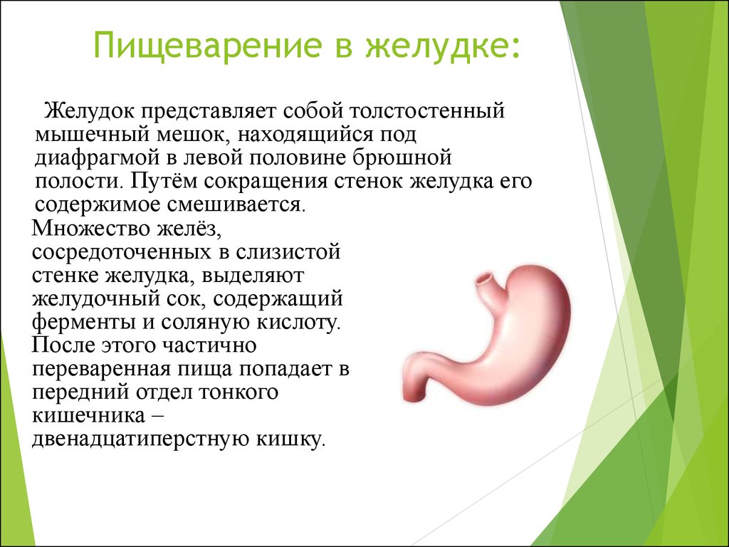 Что означает желудков. Процесс пищеварения в желудке. Пищеварение в желудкепроуес. Пищеварение в желудке кратко. Процесс пищеварения в желудке кратко.