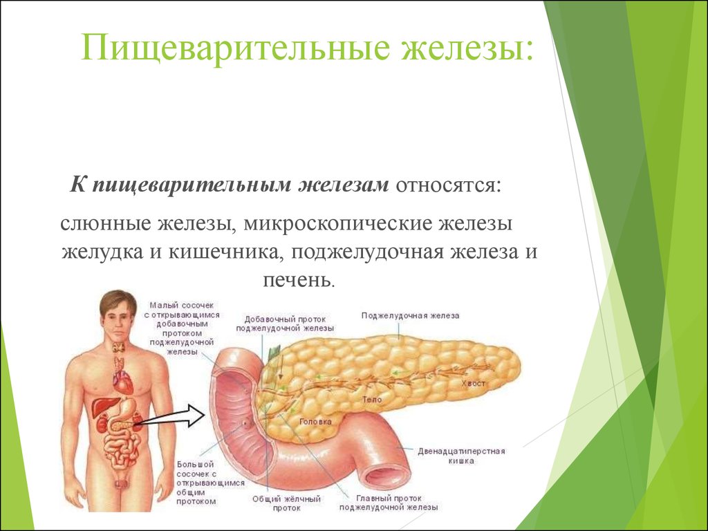 Пищеварительные железы состав. Пищеварительные железы печень функции. Пищеварительная система человека поджелудочная железа. Железы пищеварительной системы строение и функции. Строение пищеварительных желез кишечника.