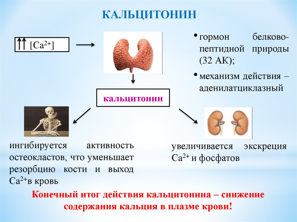 Фосфорно кальциевый обмен биохимия презентация