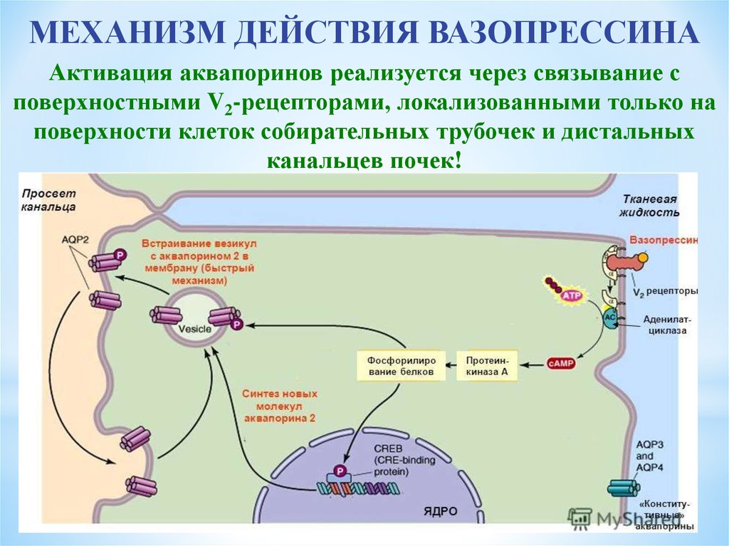 Механизм действия. Механизм действия вазопрессина через рецепторы v1. Механизм секреции гормона вазопрессина. Схема действия вазопрессина. V2 рецепторы антидиуретического гормона.