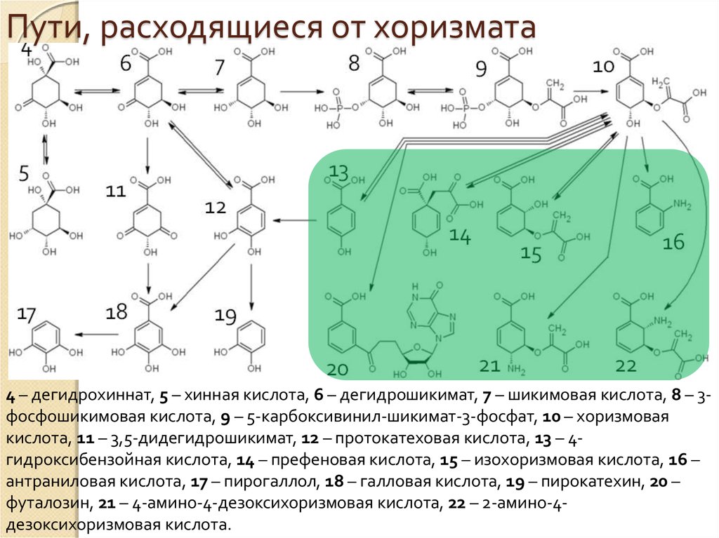 Пути, расходящиеся от хоризмата