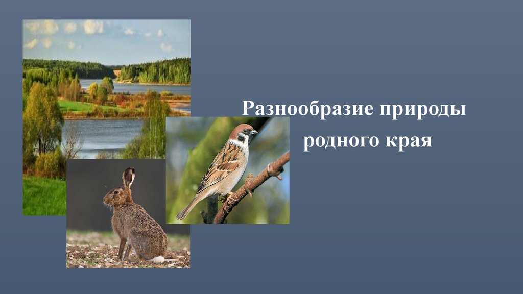 Разнообразие природы родного края 3 класс окружающий мир презентация