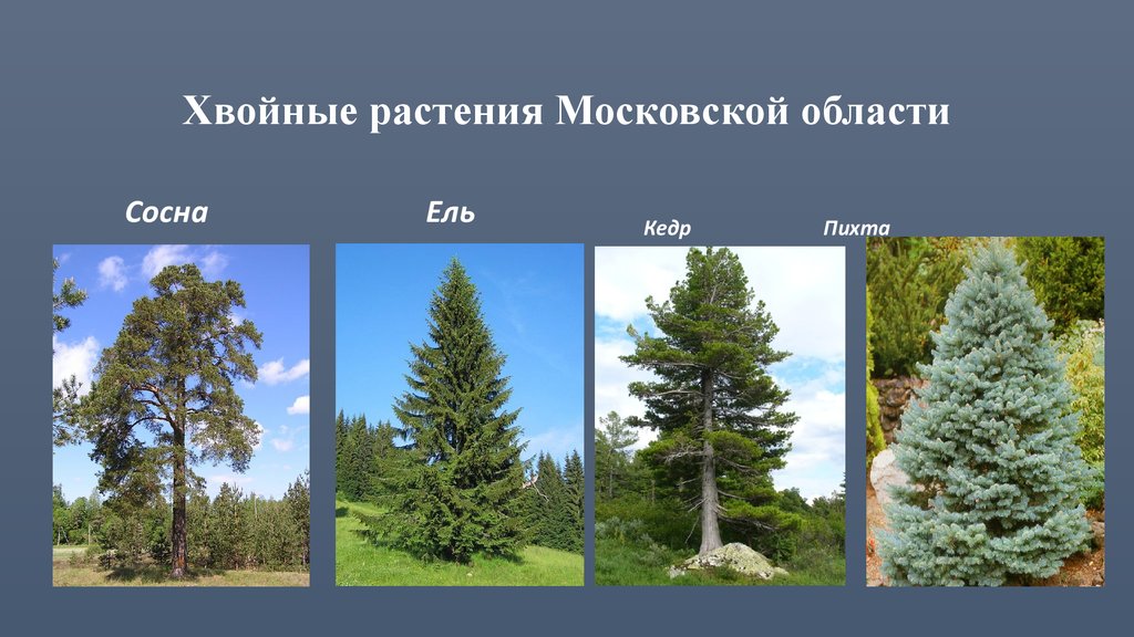 Хвойные растения Московской области