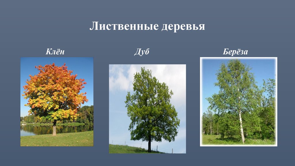 1 лиственное дерево. Лиственные деревья клен дуб береза. Лиственные деревья береза осина липа клен дуб. Береза дуб клен. Лиственные деревья презентация.