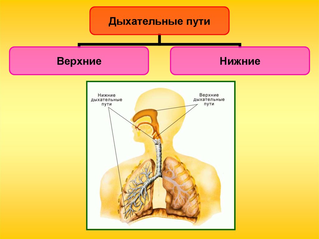 Строение органов дыхания человека презентация