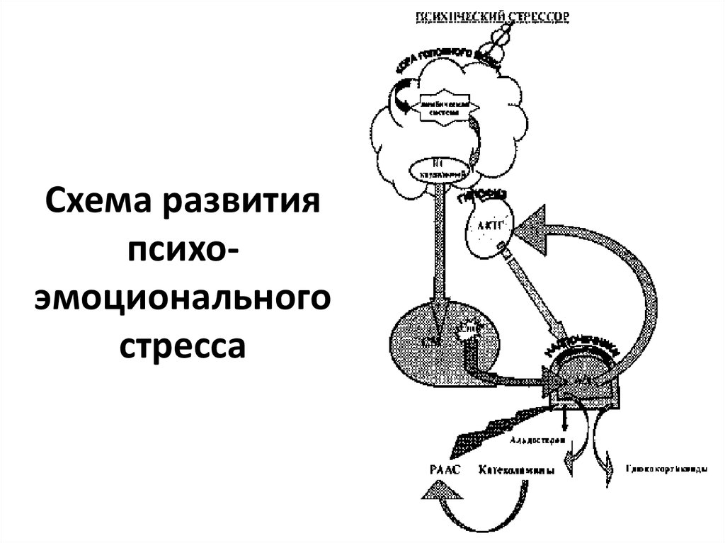 Механизмы развития стресса. Схема развития стресс-реакции (по г.н. Кассилю, 1975). Схема развития психоэмоционального стресса. Схема стресс реакции. Схема возникновения стресса.