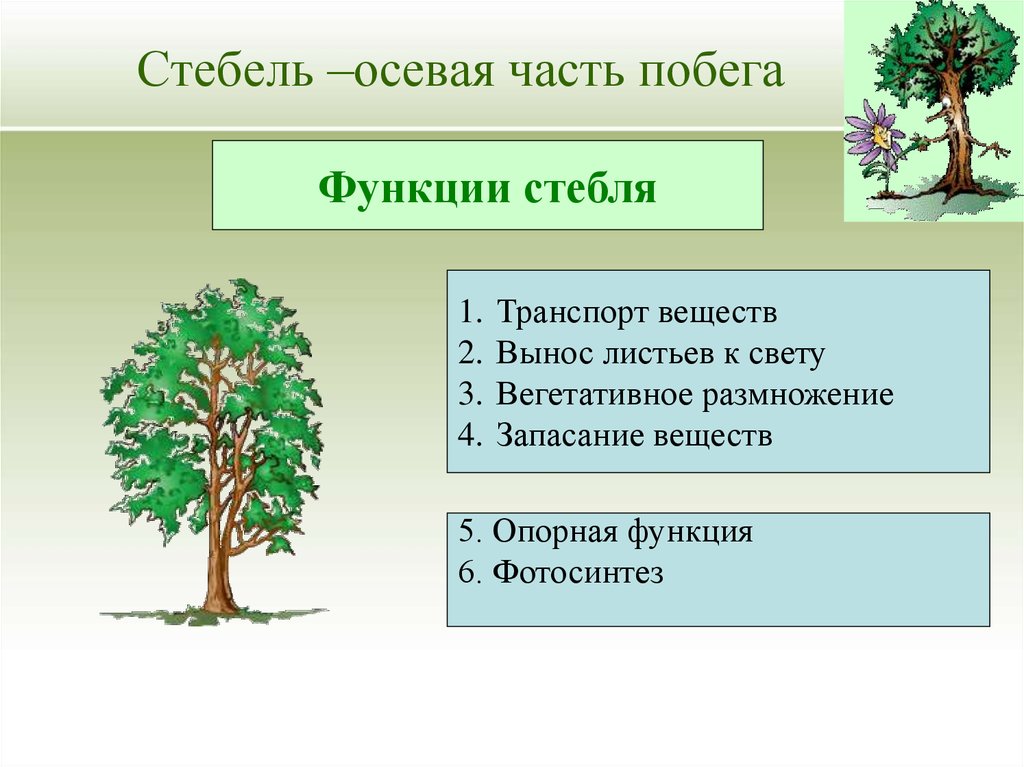 Функции стебля 6 класс. Функции стебля растений. Основная функция стебля у растений. Стебель выполняет функции. Перечислите функции стебля.