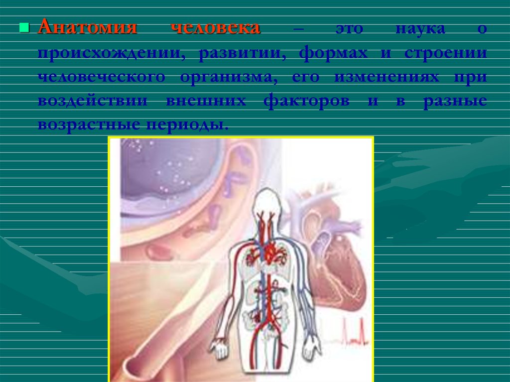 Место анатомии