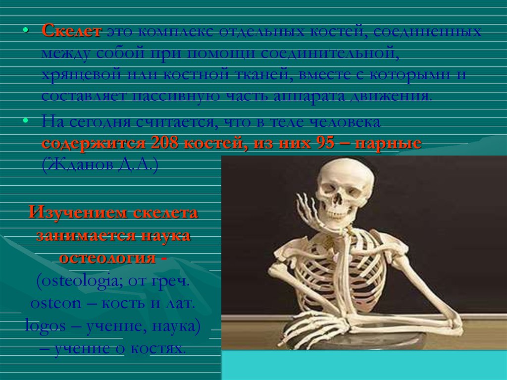 Основа внутреннего скелета. Учение о костях. Клиническая анатомия скелета,. Остеология наука о костях. Наука изучающая скелет человека.