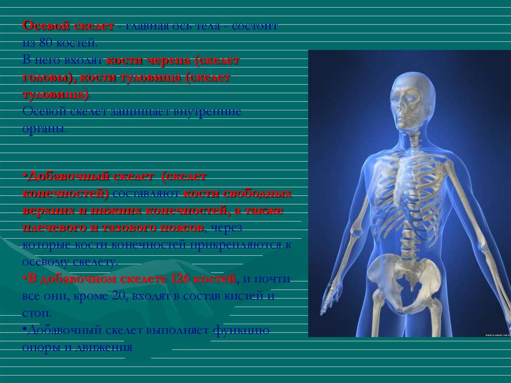 К добавочному скелету человека относятся. Осевой скелет. Добавочный скелет. Введение в анатомию опорно-двигательный аппарат. Клиническая анатомия скелета,.