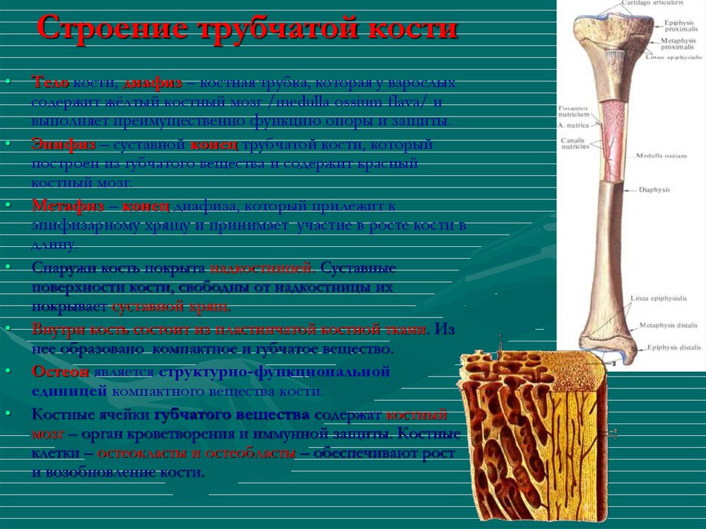 Основные трубчатые кости